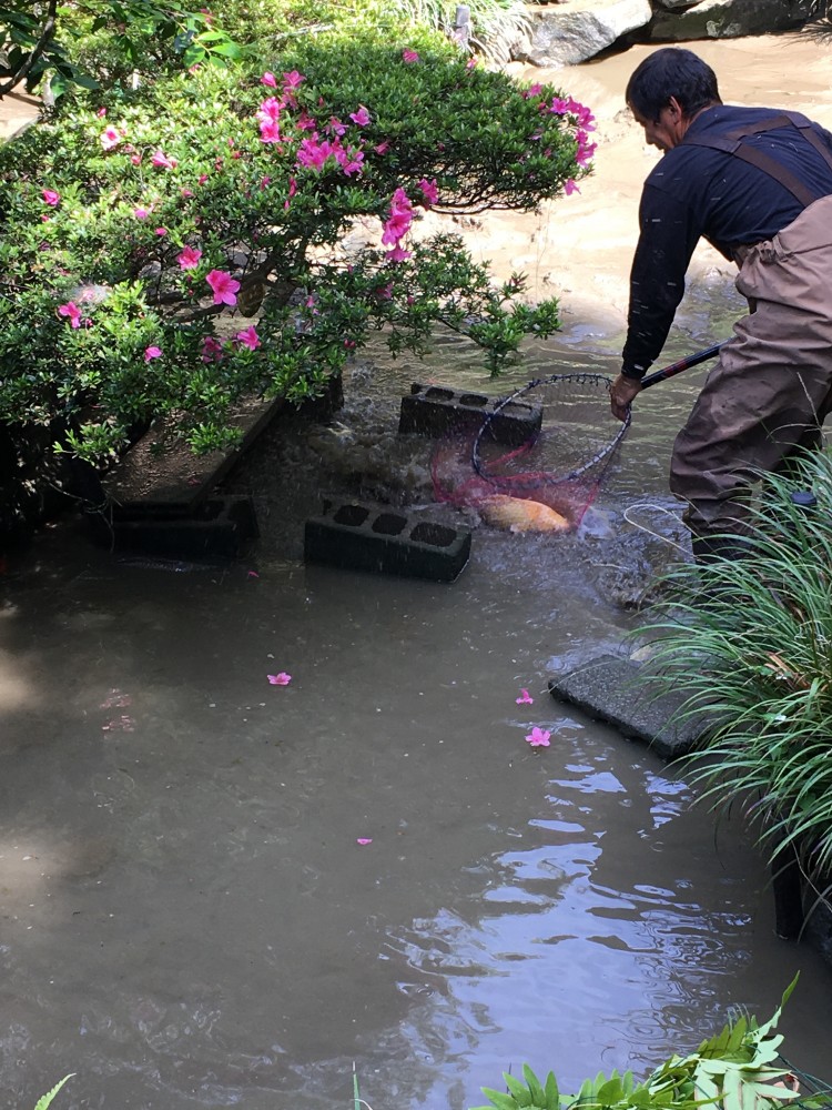 錦鯉も一時避難しました。