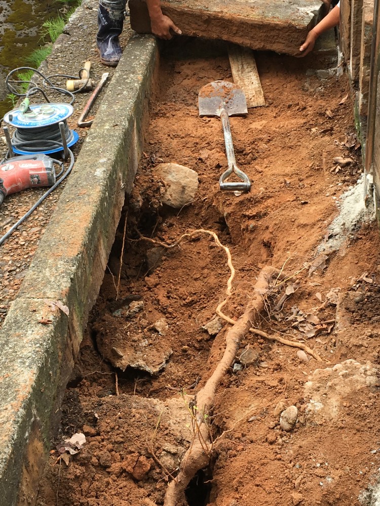 参道石段では桜の根がはりだし基礎部分を浸食しておりました。